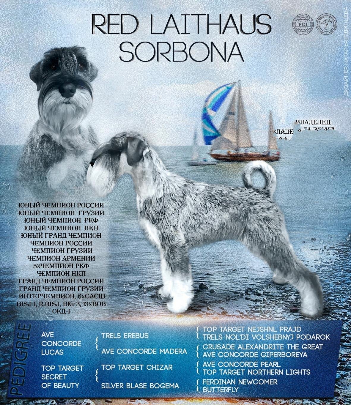 Миттельшнауцеры питомник Трэлс Цедрик