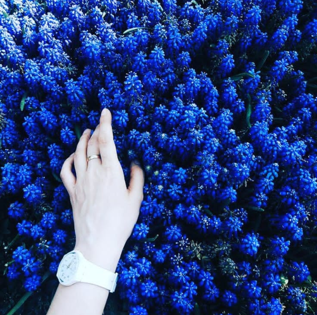 Ну голубой. Синие цветы. Эстетика синего цвета. Цветы синего цвета. Эстетика синего и голубого.