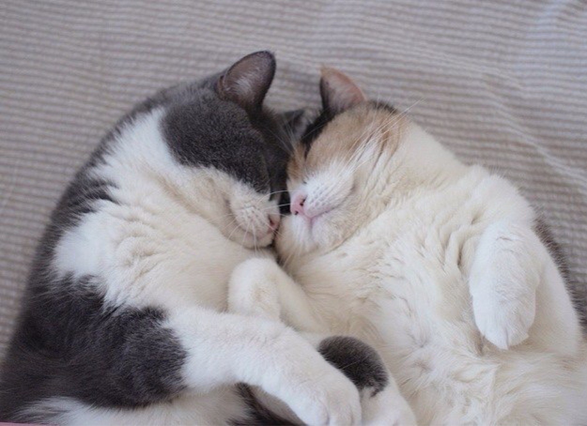 Тьмок. Кошки любовь. Кошки обнимашки. Два котика обнимаются. Влюбленные кошки.