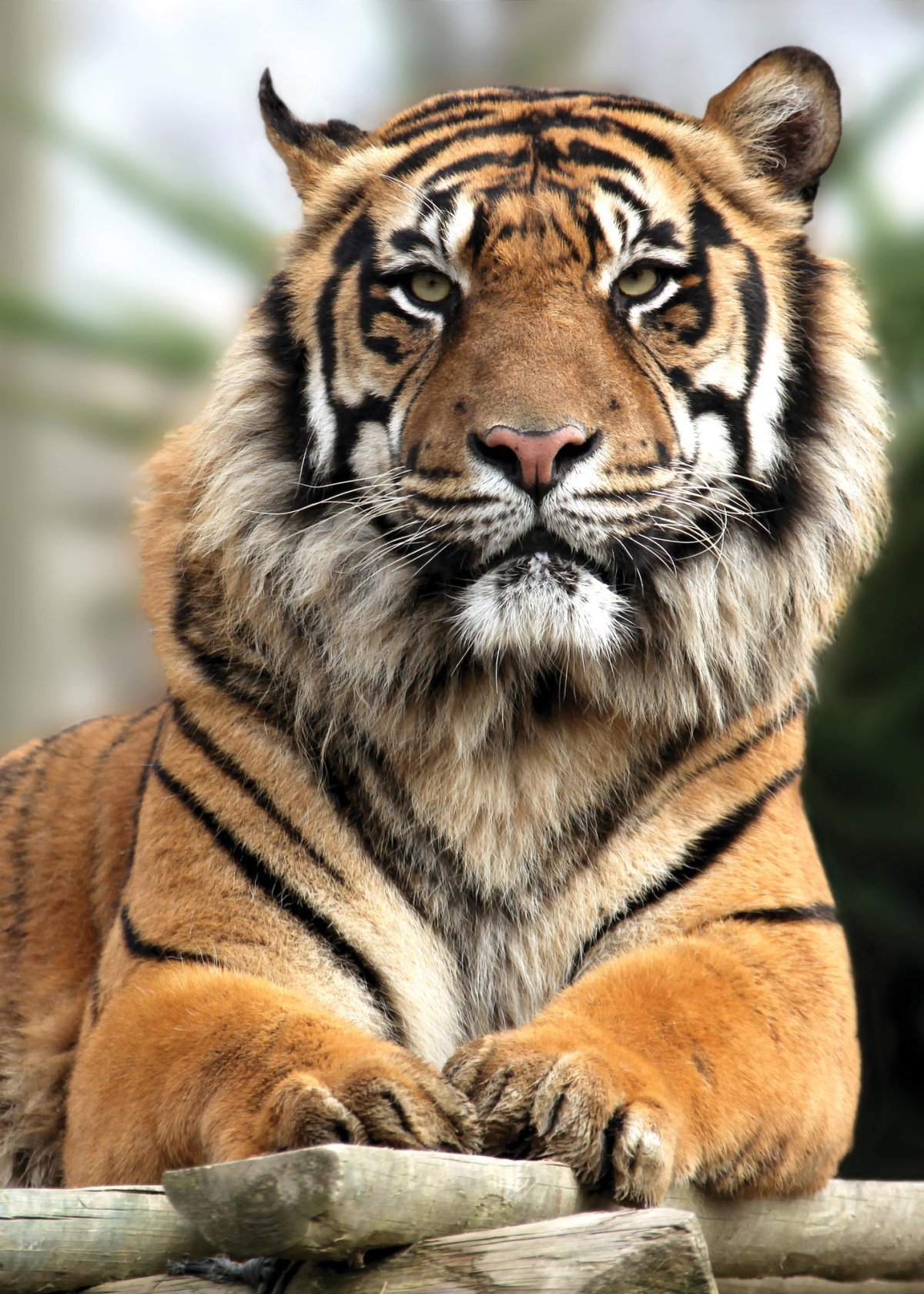 Тигр на аву