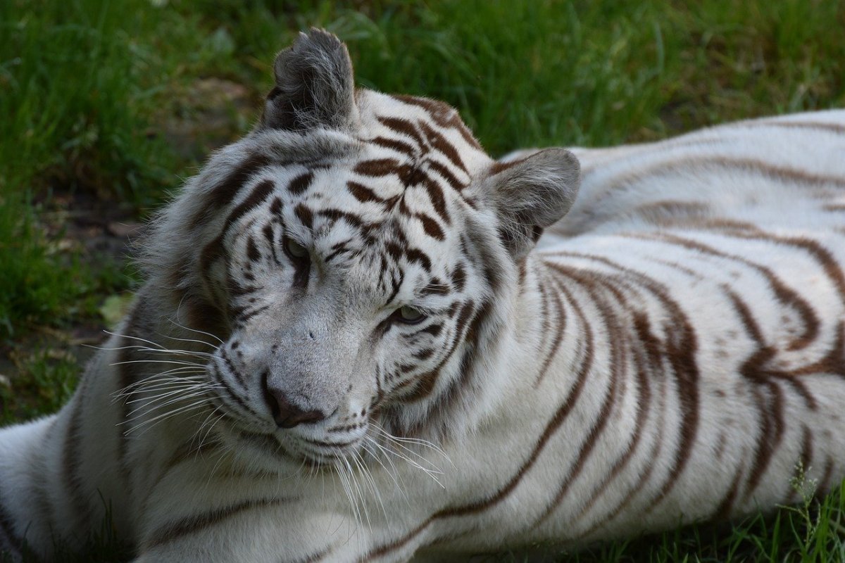 Амурский тигр альбинос