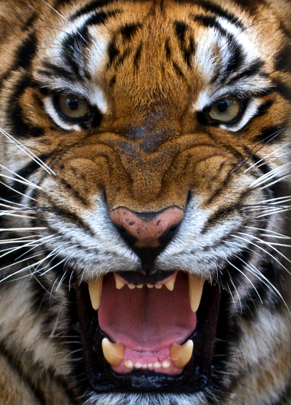 Тигр морда