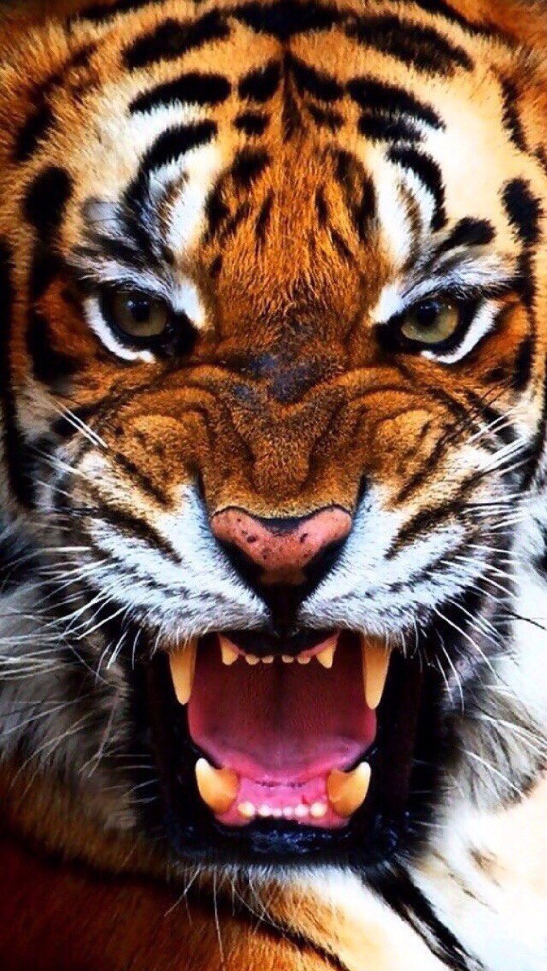 Амурский тигр 3d