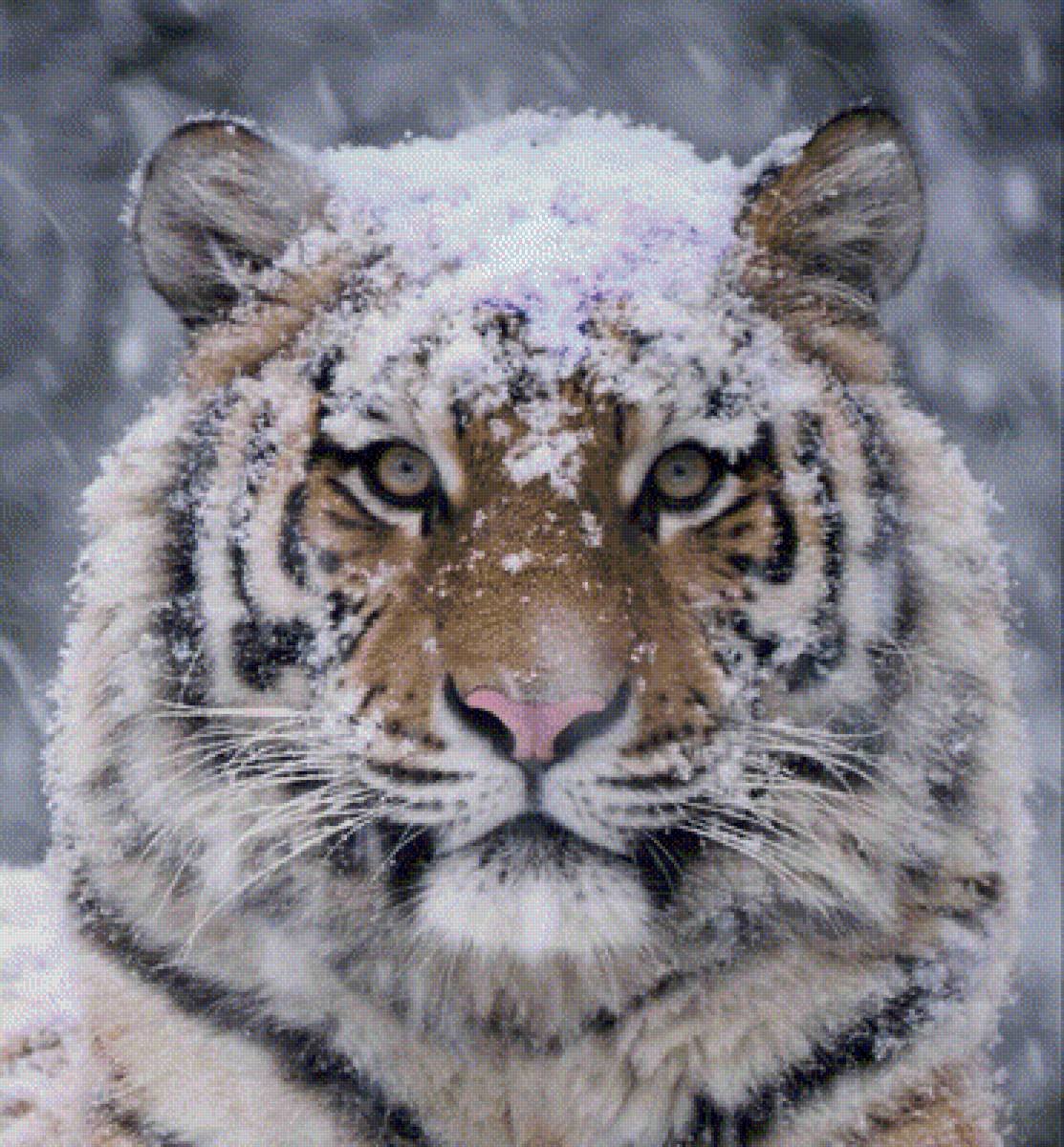 Красивые тигрицы фото на аватарку