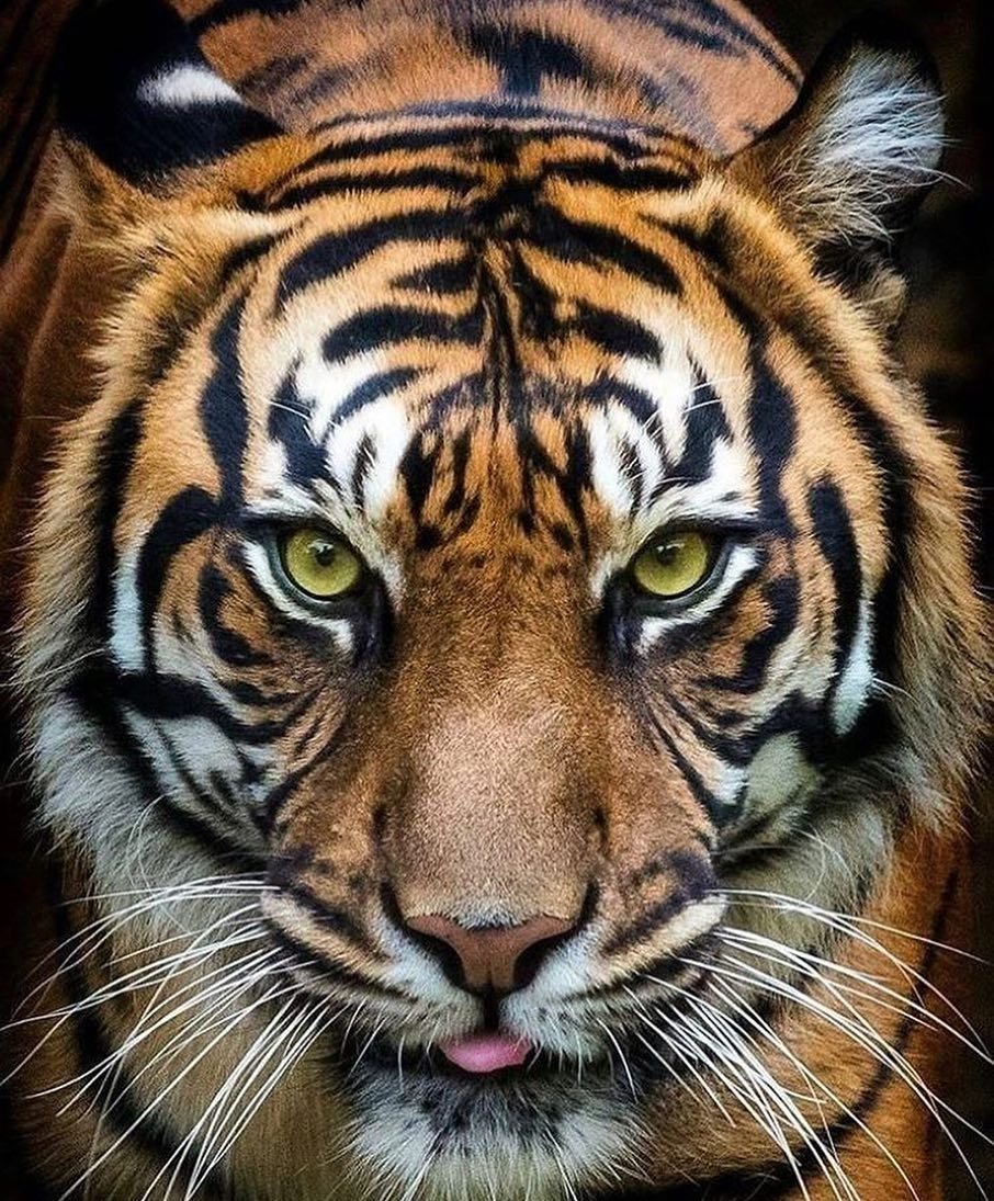 Тигрица с голубыми глазами