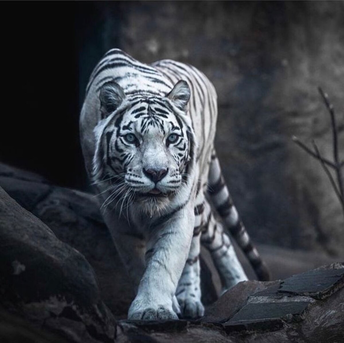 Уссурийский тигр