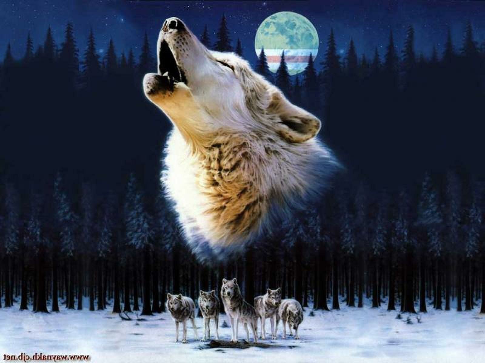 Воет днем человек. Воющий волк. Изображение волка. Одинокий волк. Красивый волк.