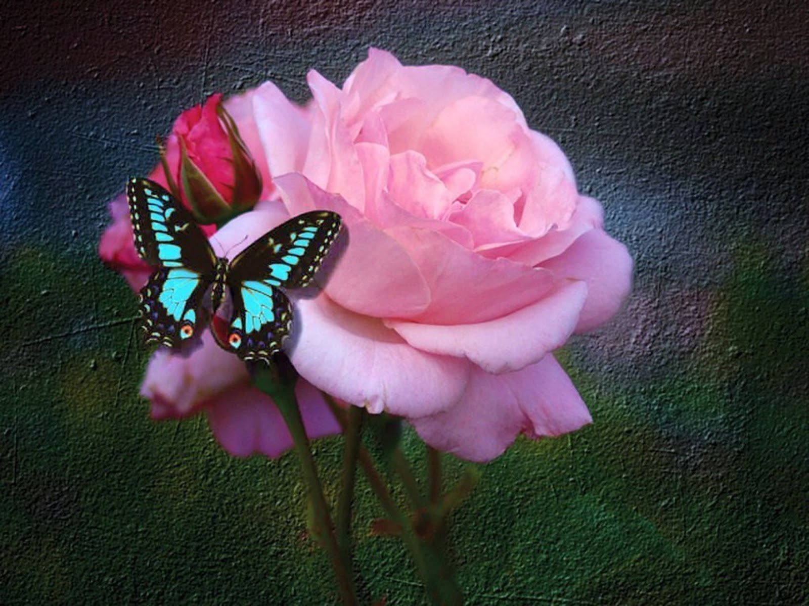 Аватарки цветочки. Красивые цветы и бабочки. Бабочка на цветке. Розовые цветы и бабочки.