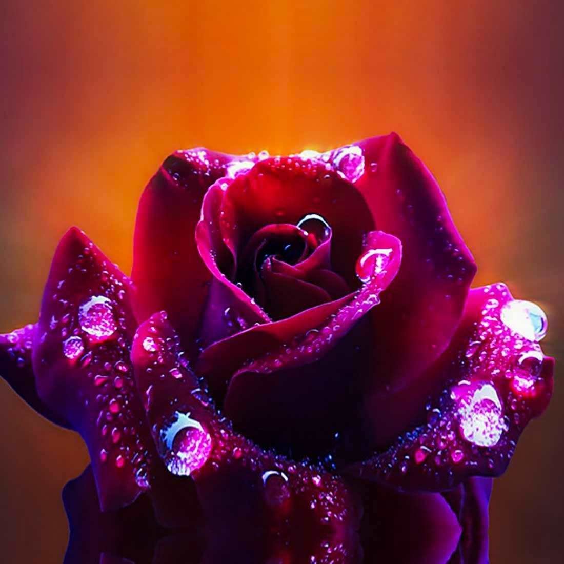 Роза Пурпл Мун