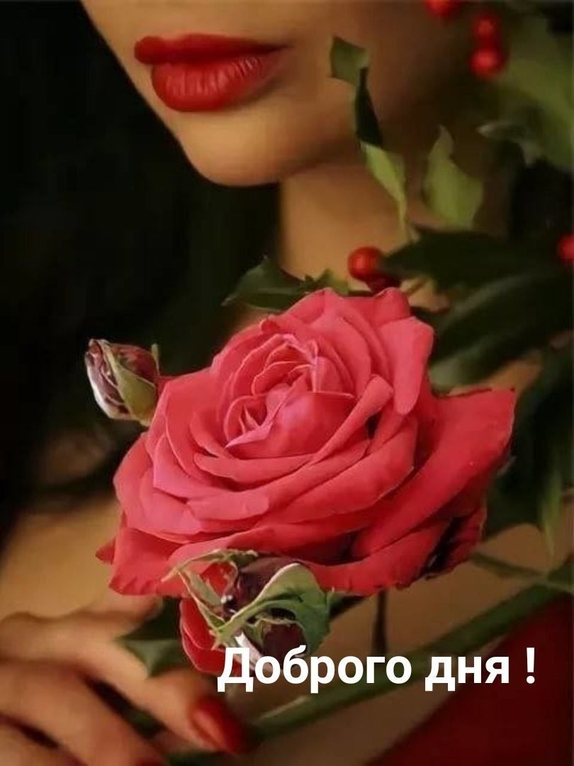 Роза сорт nena