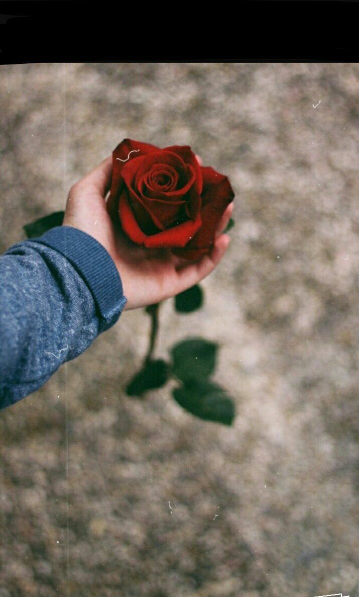 Букет тёмно красных роз