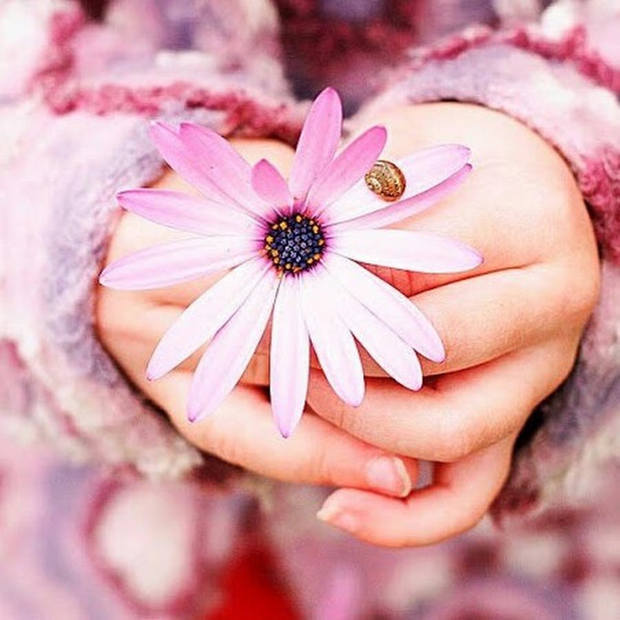 Цветок сердце в руках девушки