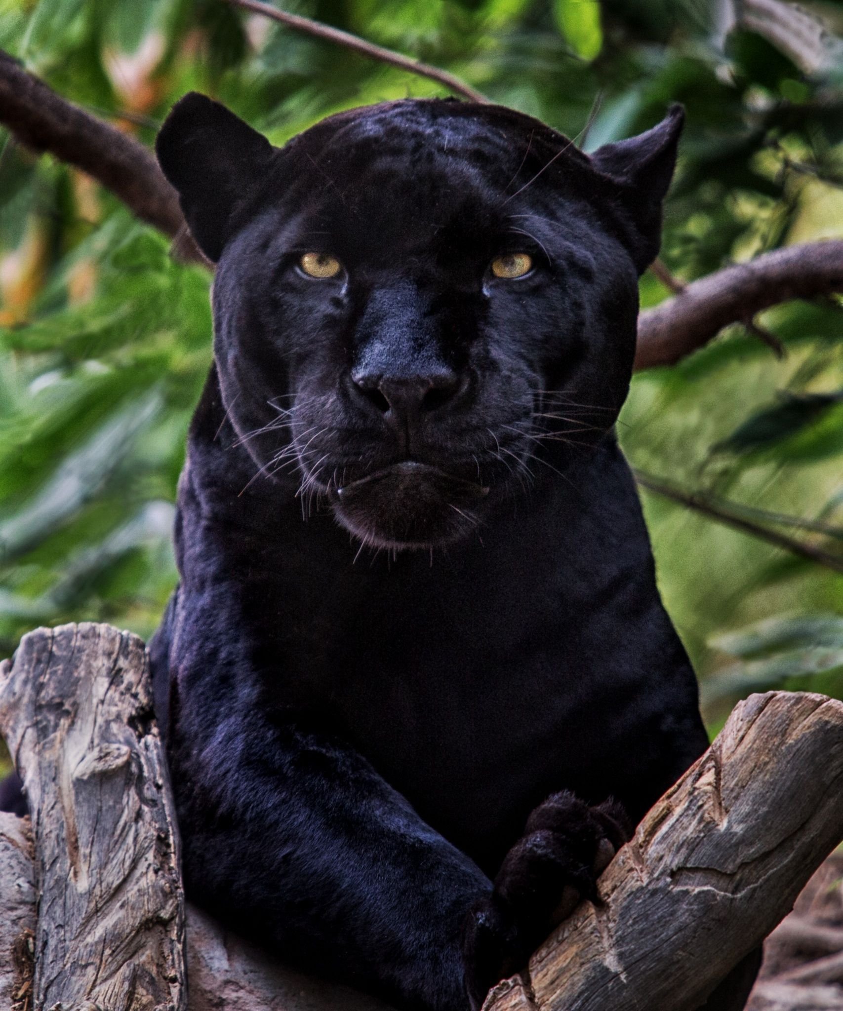 фото пантеры черной красивые