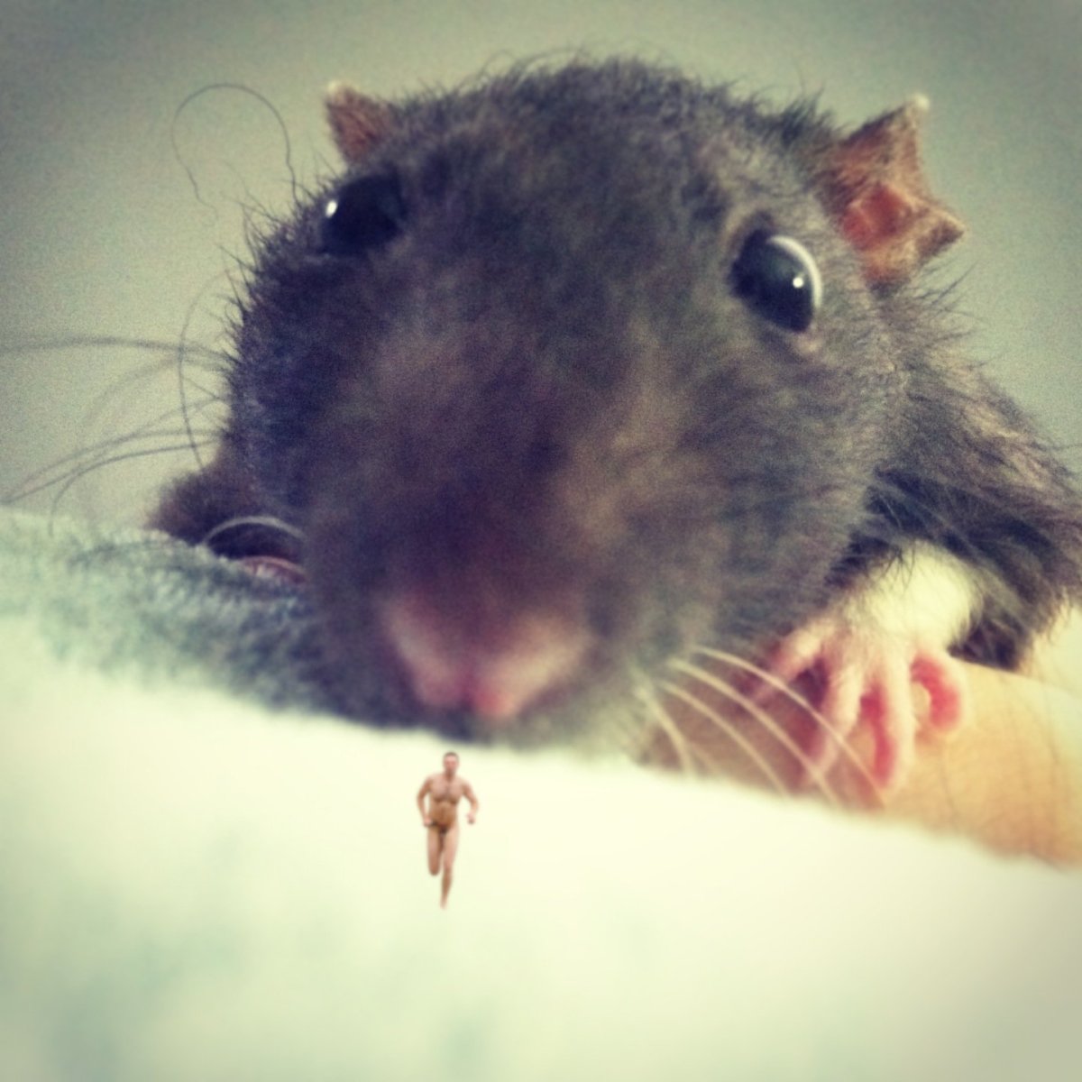 Белая мышка