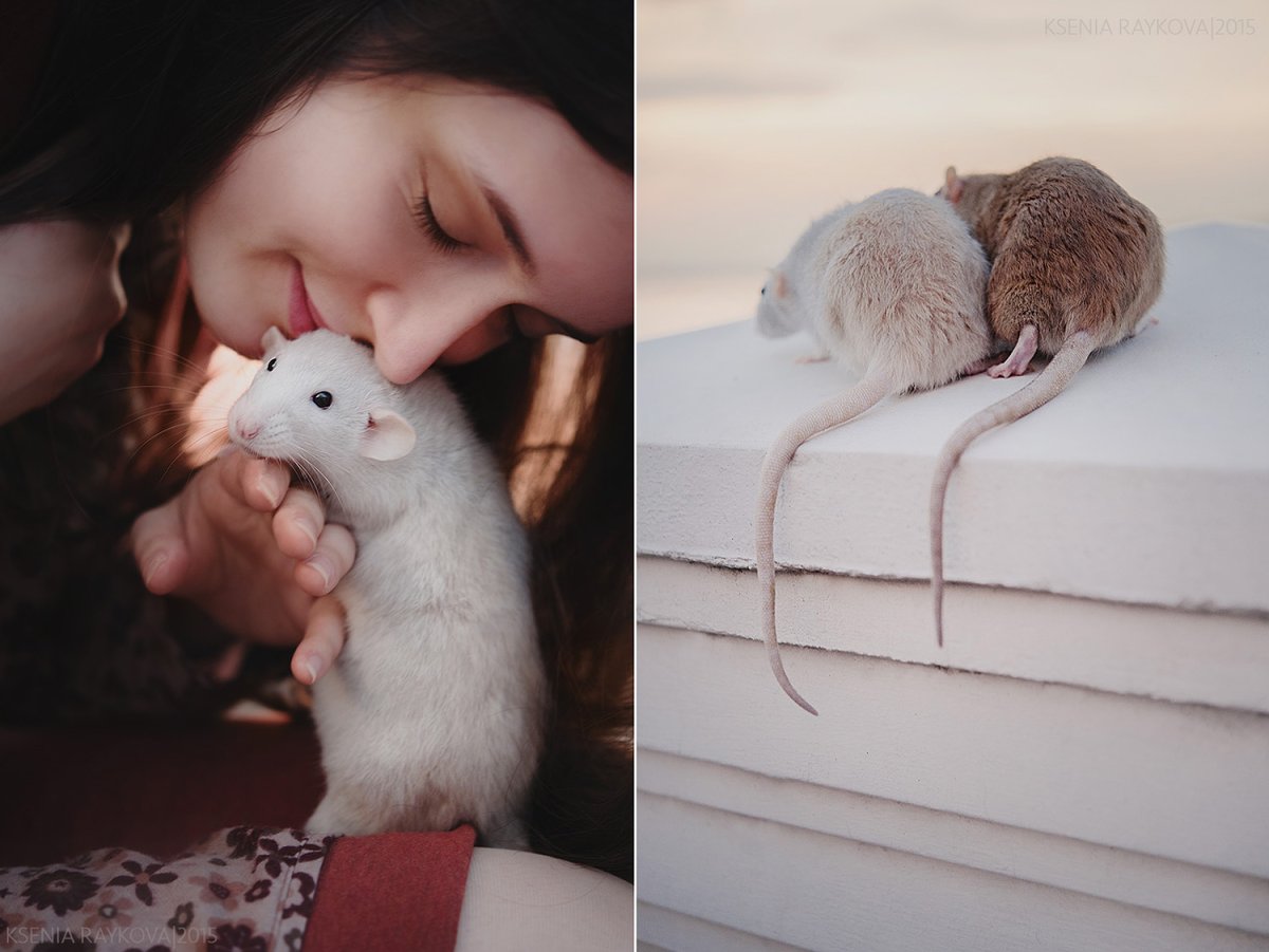 Милые животные с сердечками