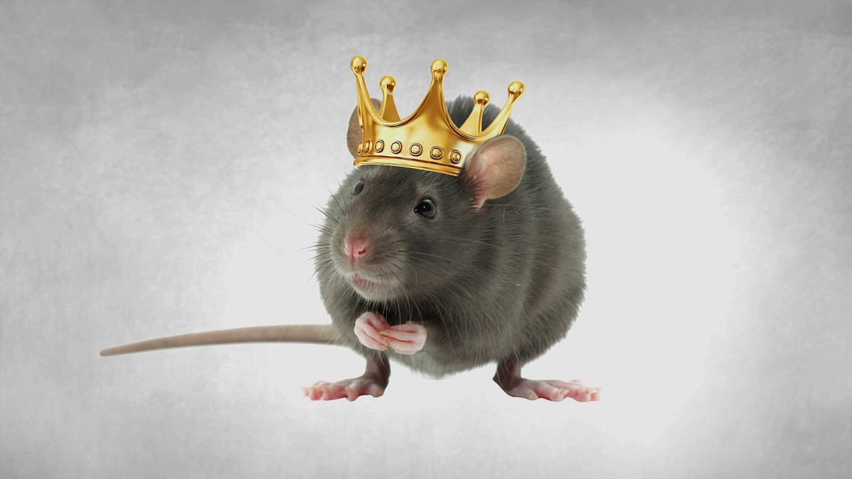 Милая крыса