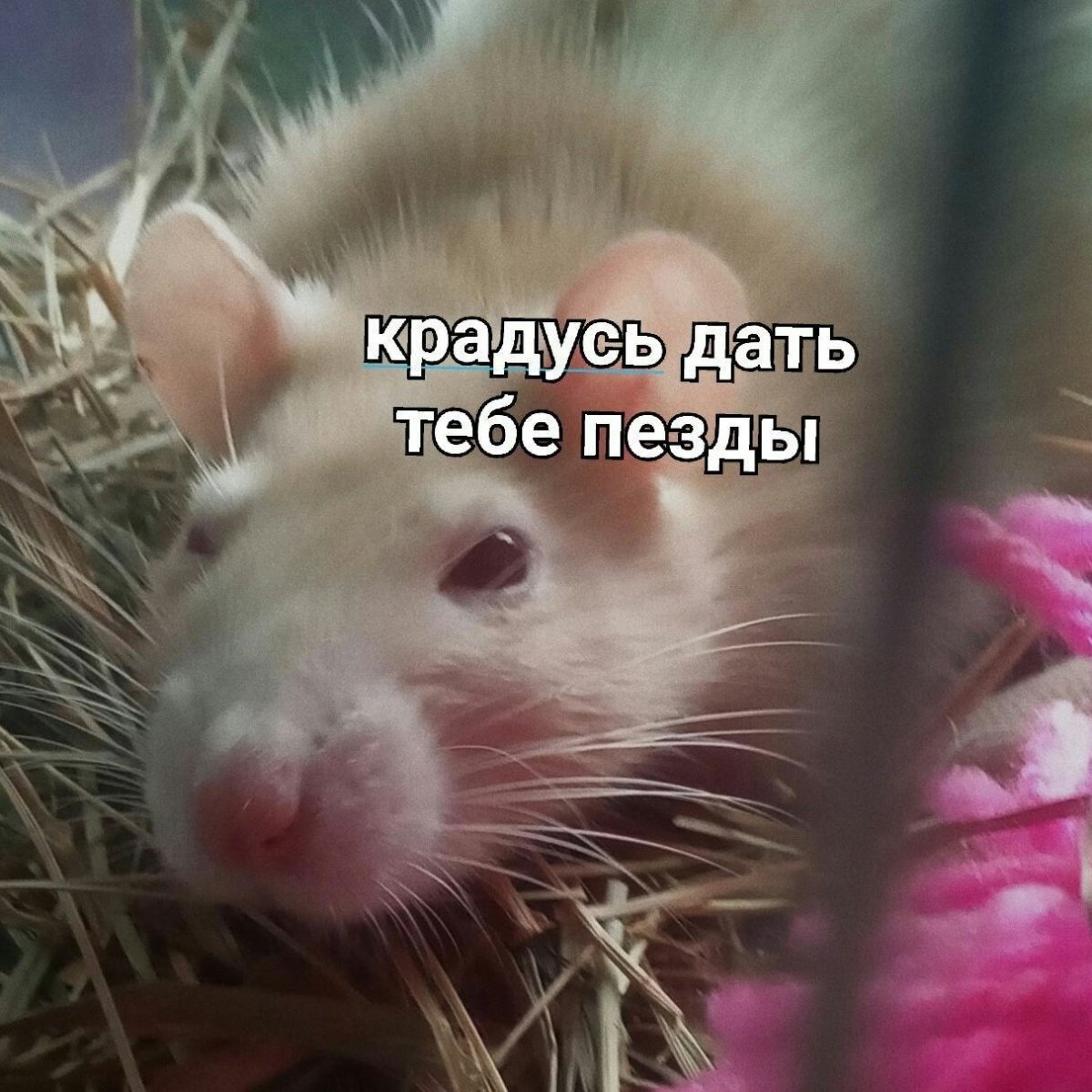 Милые крыски Эстетика