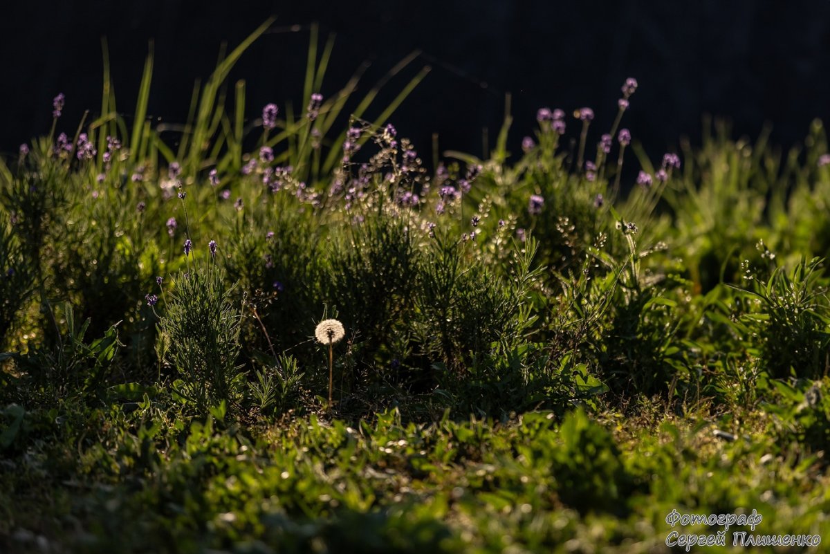 Мой Таганрог