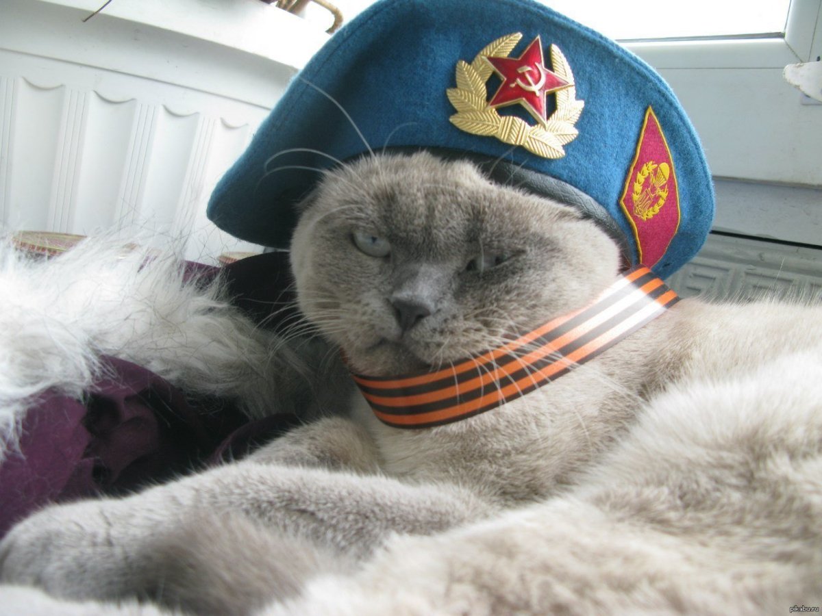 Хомяк в форме