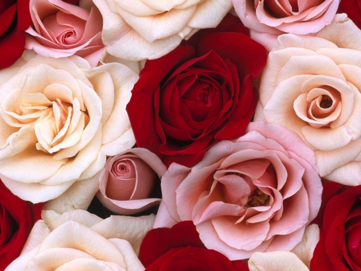 Красивые цветы на аватарку