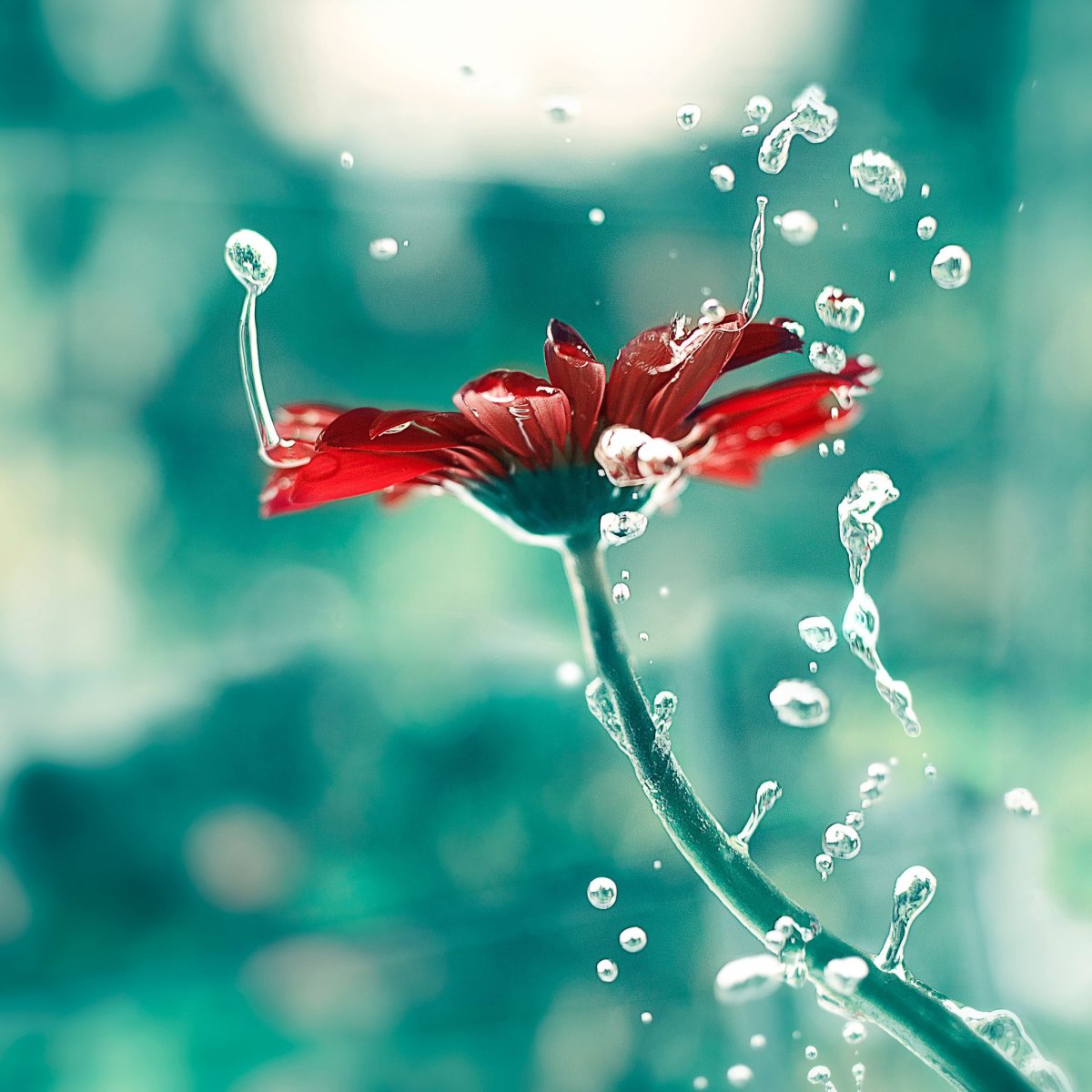 Розовые тюльпаны