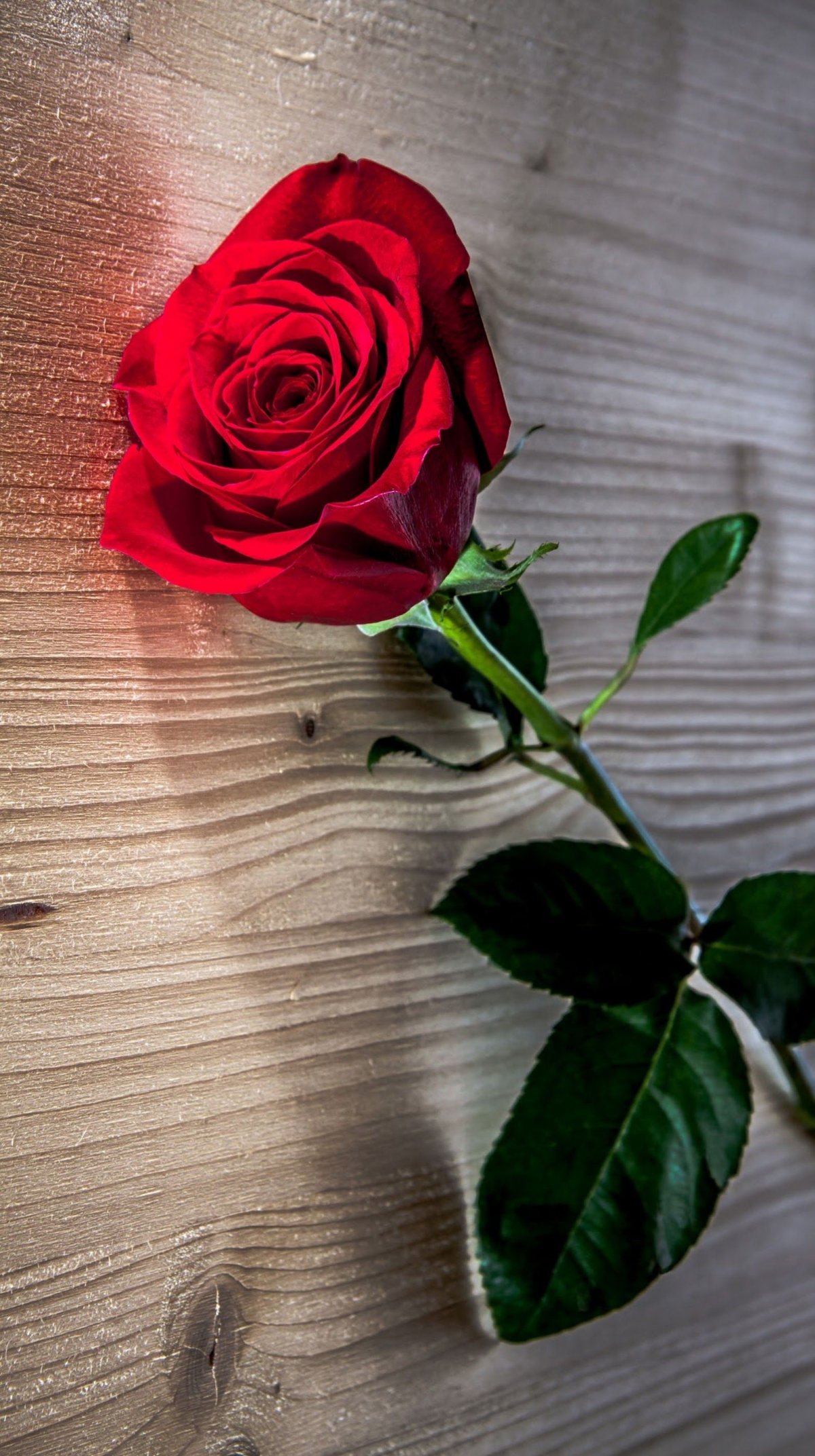 Роза с каплями воды