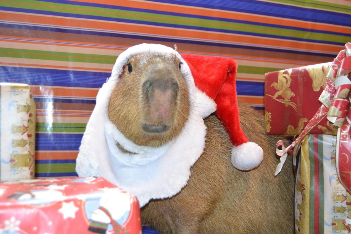 Новогодняя капибара