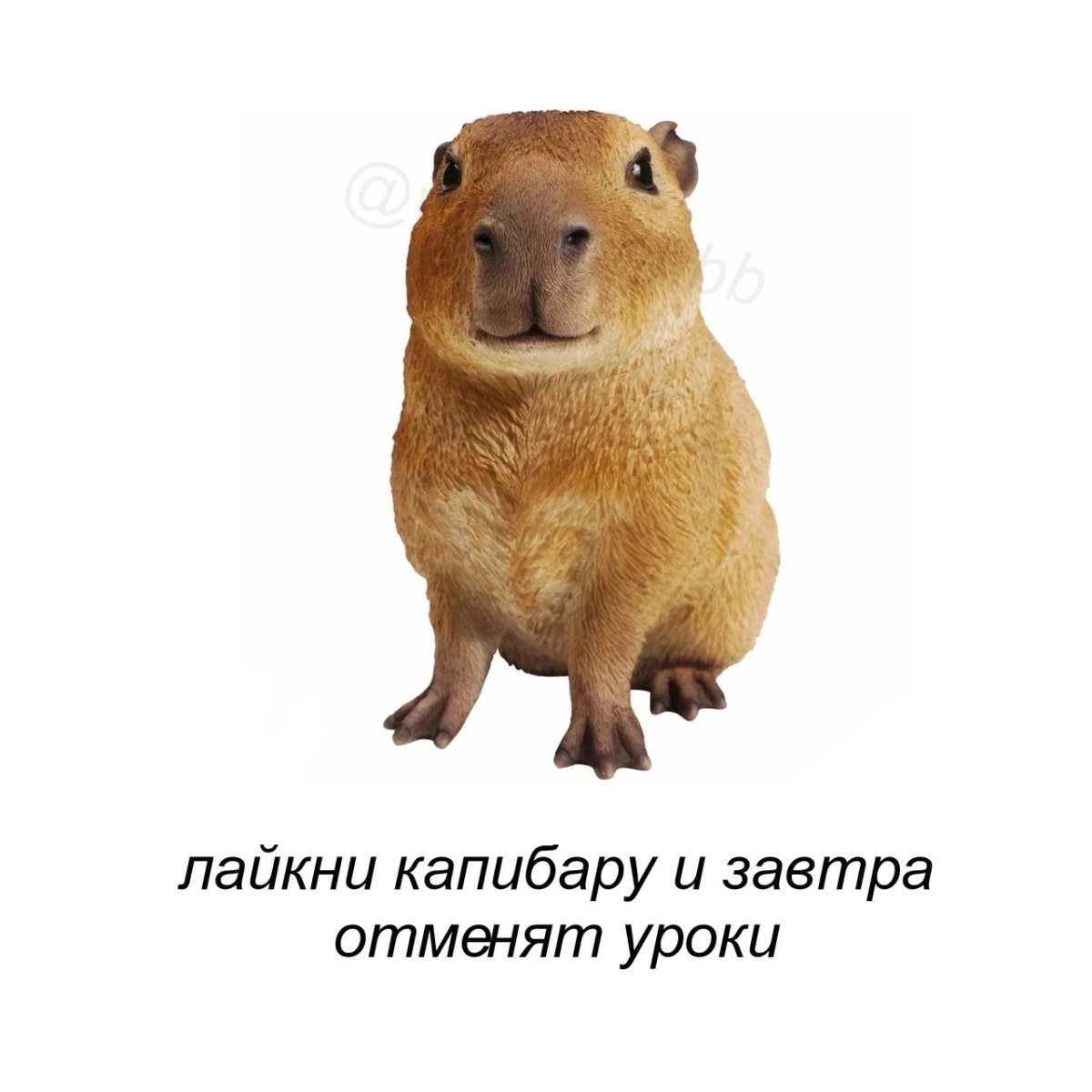 Злая капибара