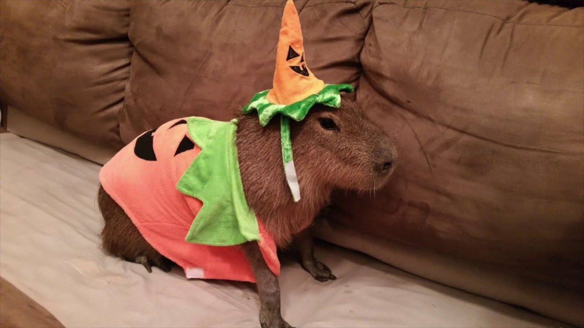 Капибара в костюме