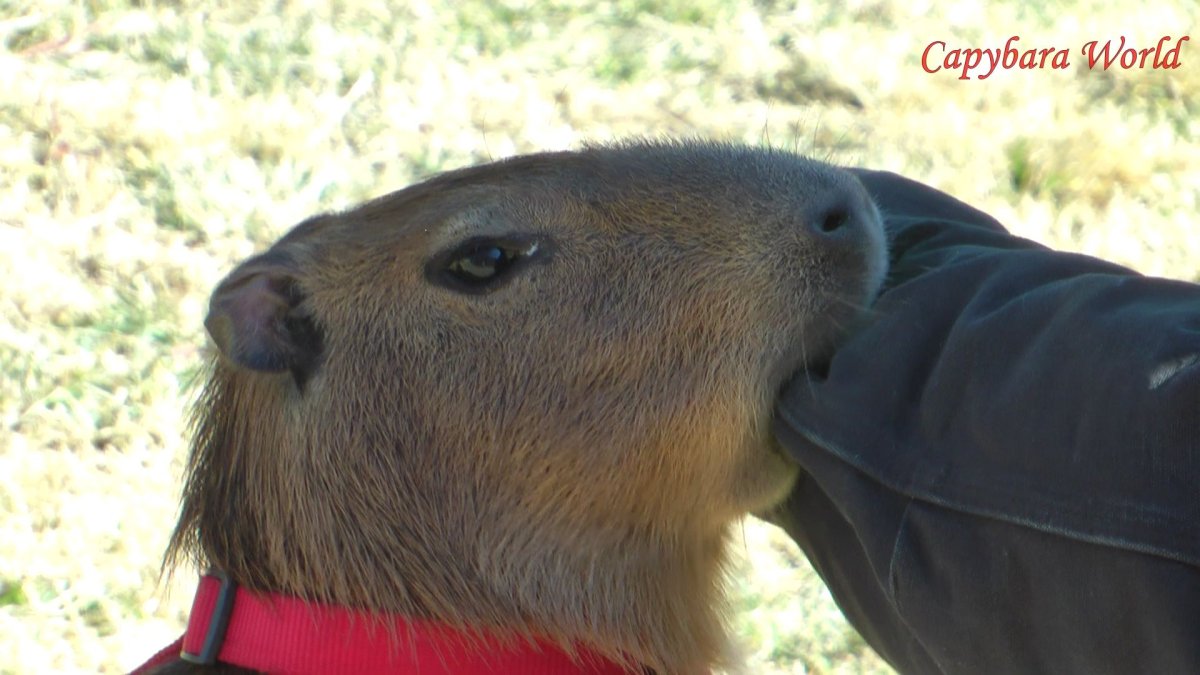 Капибара с апельсином на голове