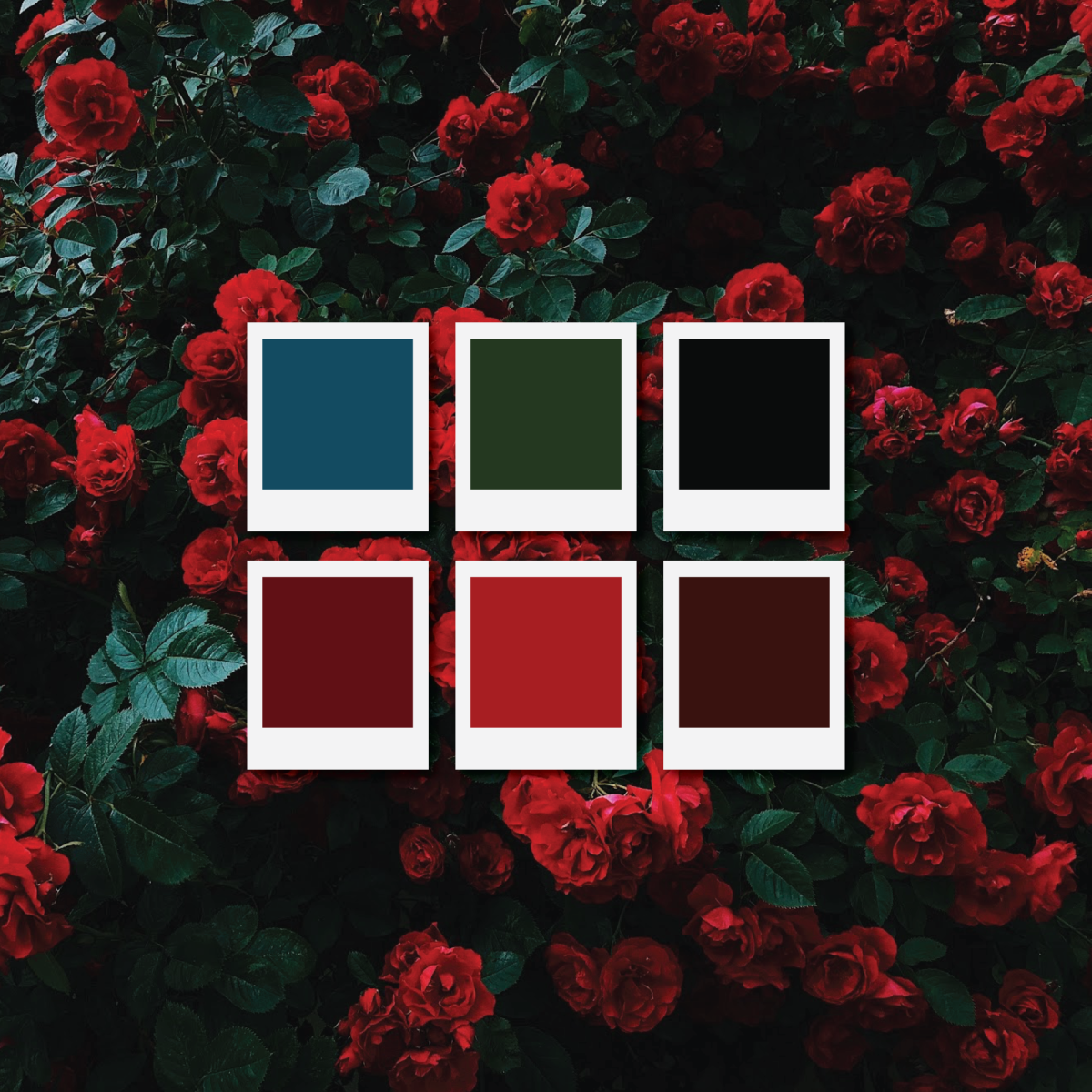 Черная роза в руке