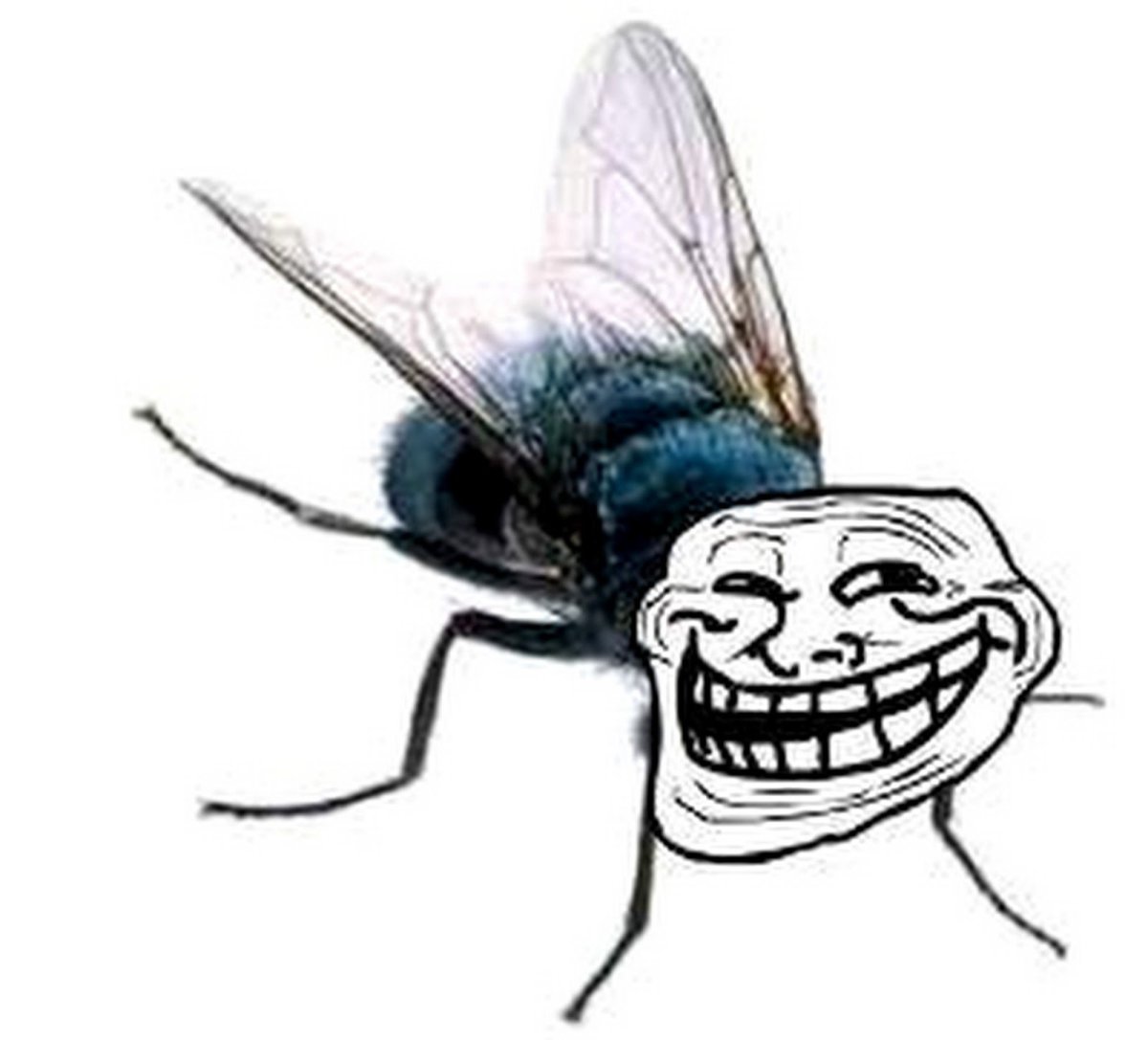 Муха вектор реалистичная