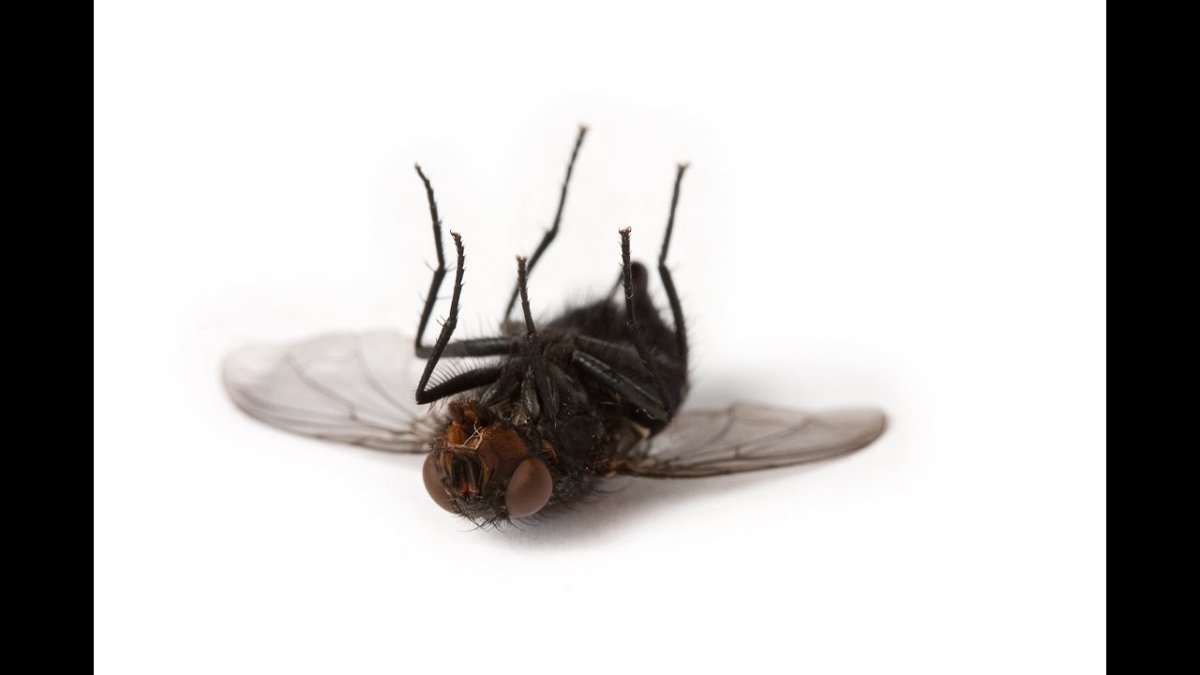 Ава ушла в отпуск