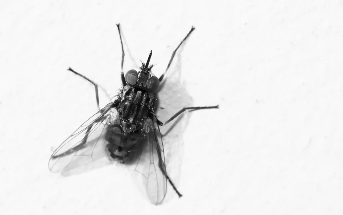 Студия Муха логотип