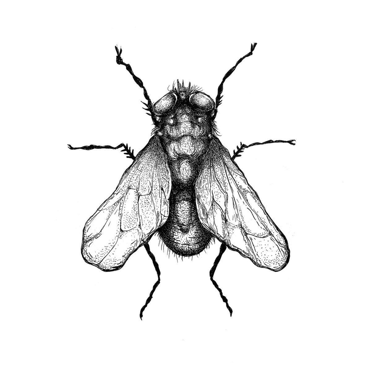 Комар качок