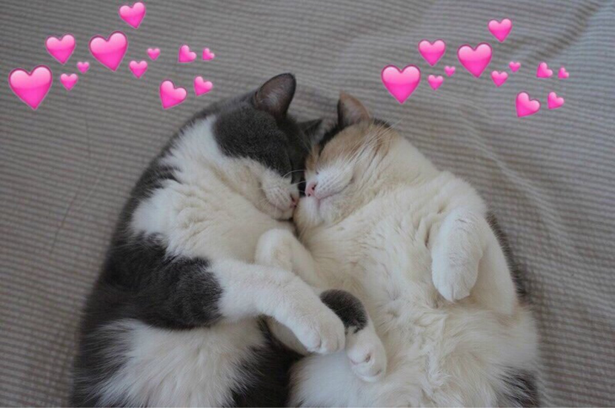 Рисунки милых кошечек