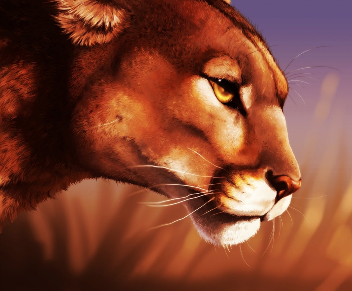 Пума и львица