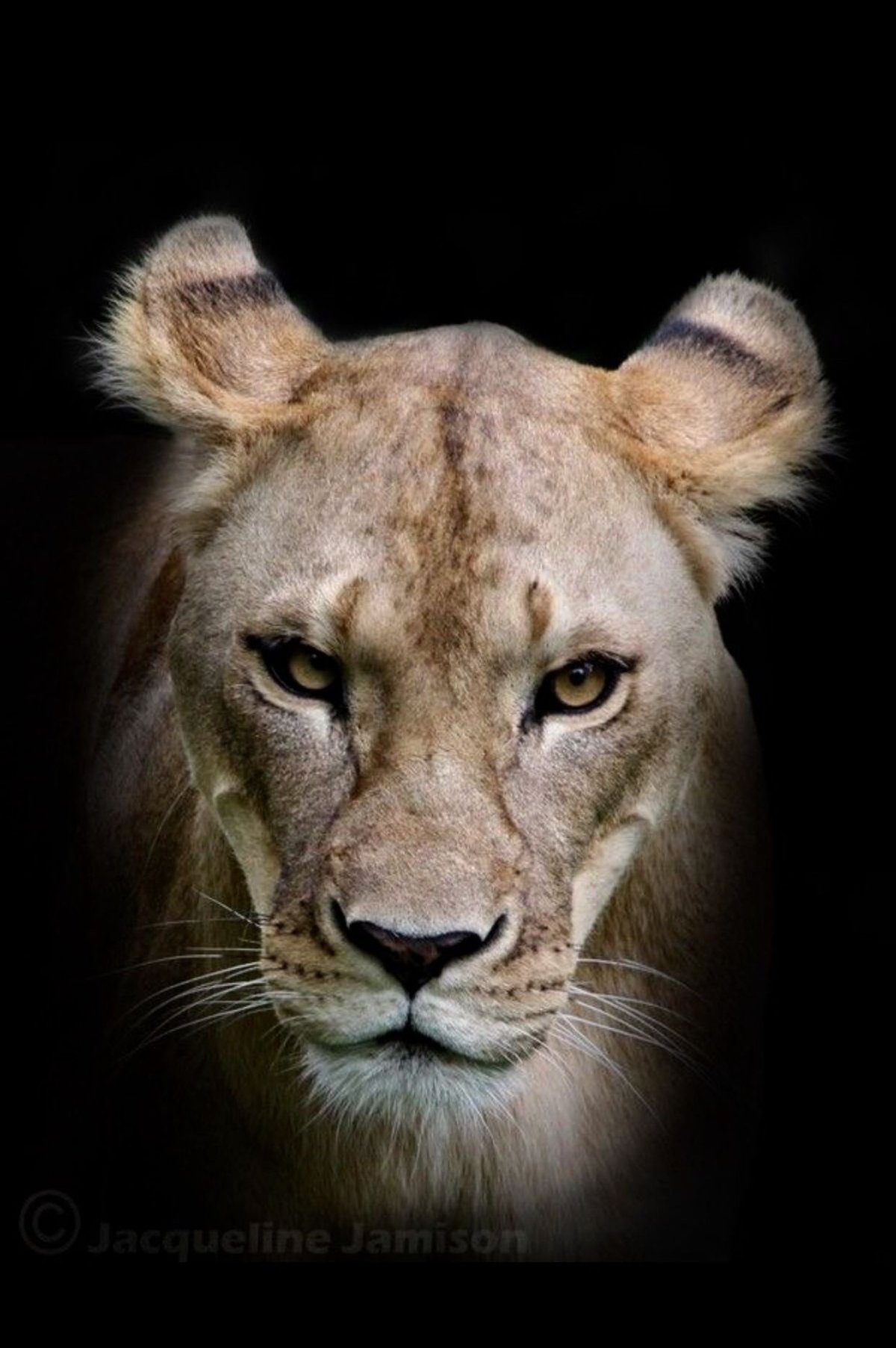 Красивая львица