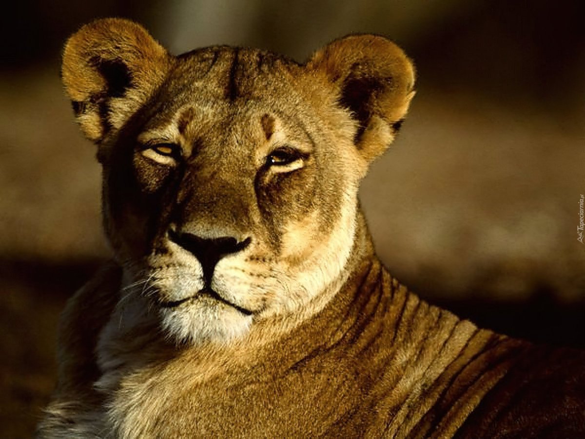 Львица Королева