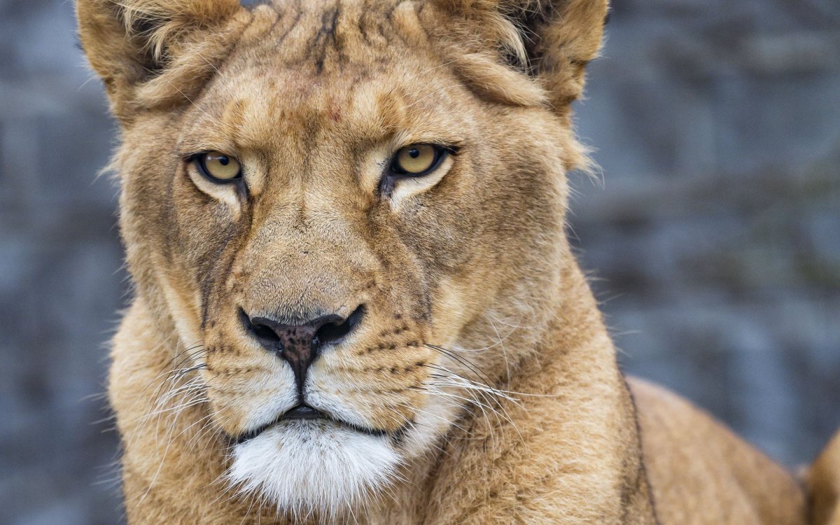 Фото львицы на аватарку