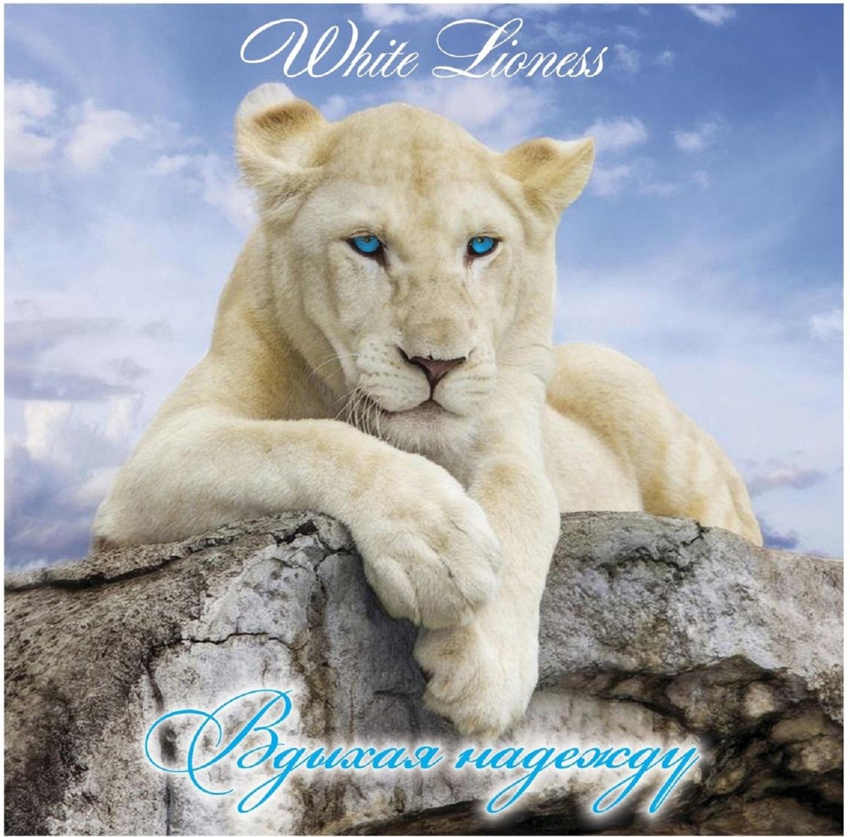 Пума Кугуар зелёный глаз