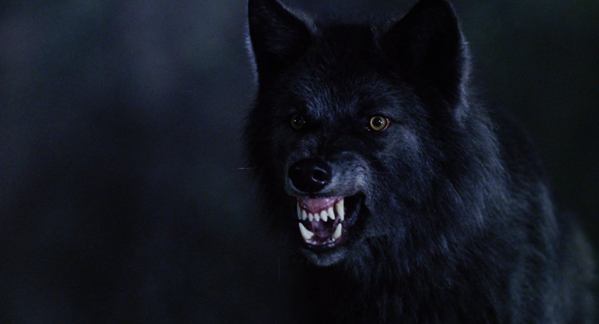 Озлобленный волк