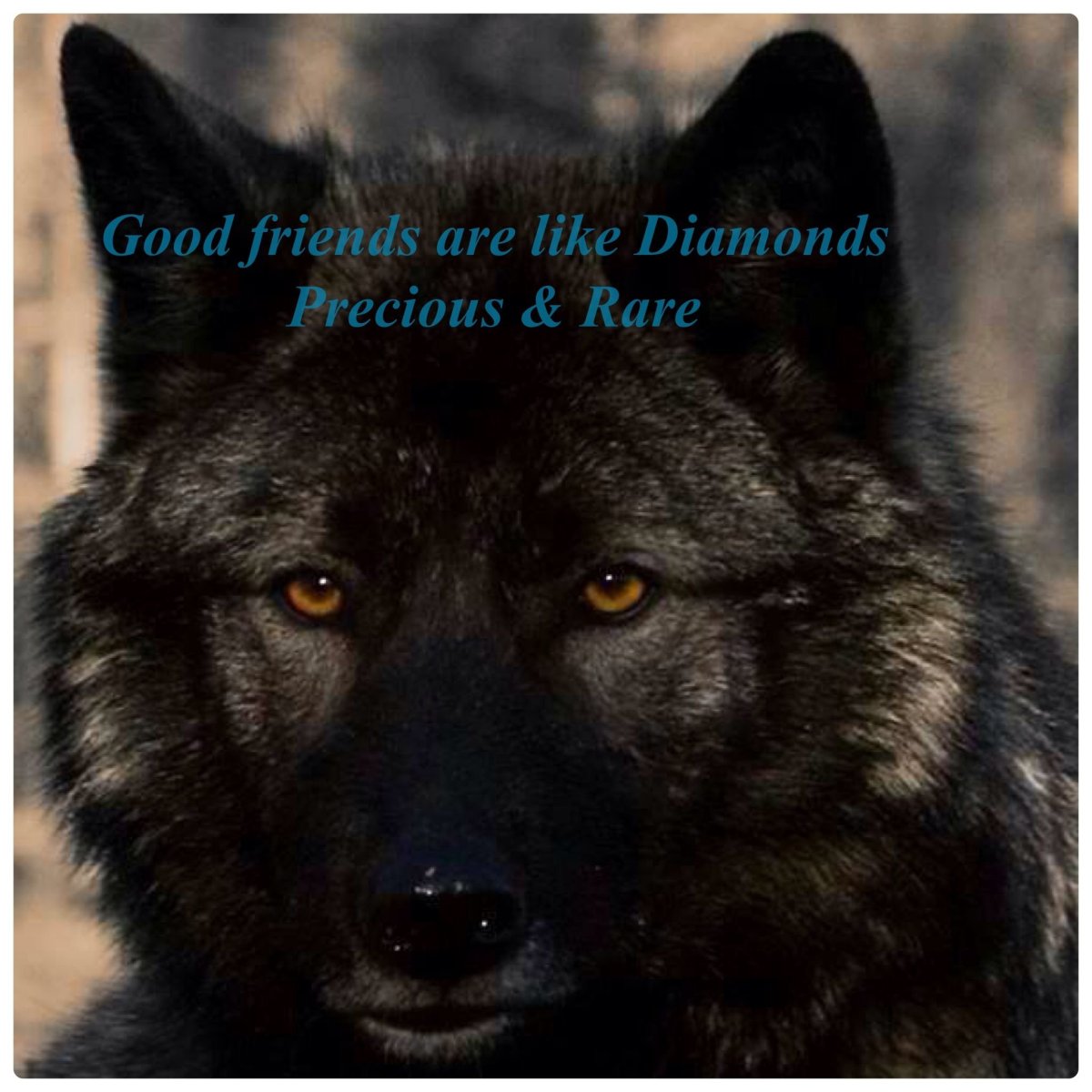 Волчий оскал чёрного волка