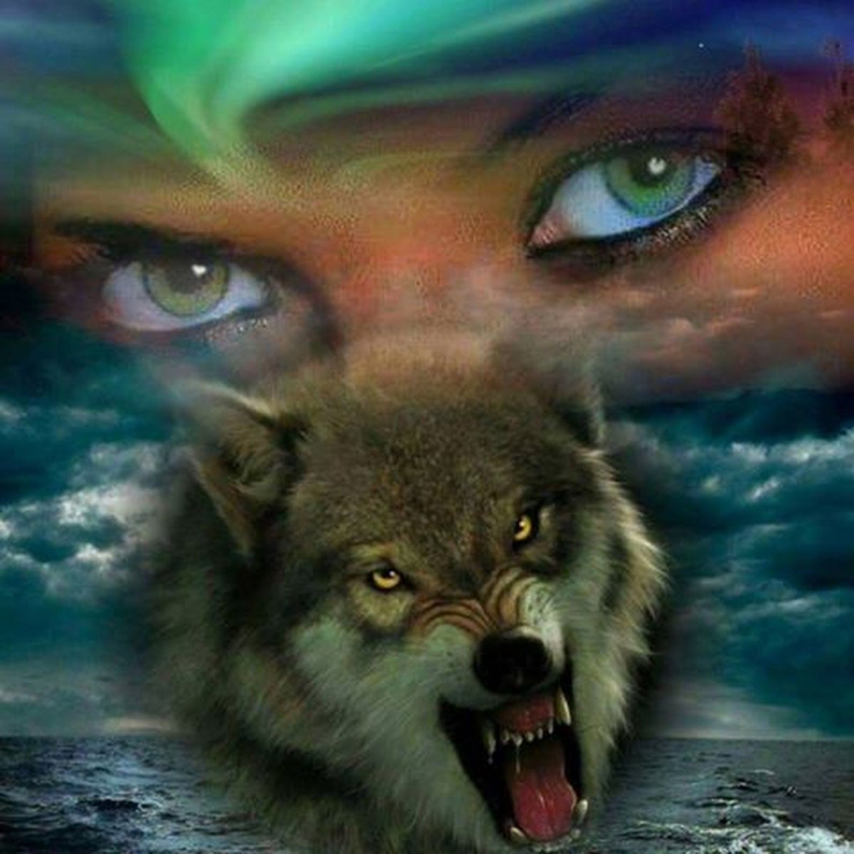 Канадский волк Акелла