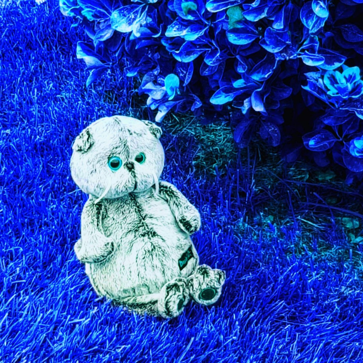 Обои Басик на телефон красивые