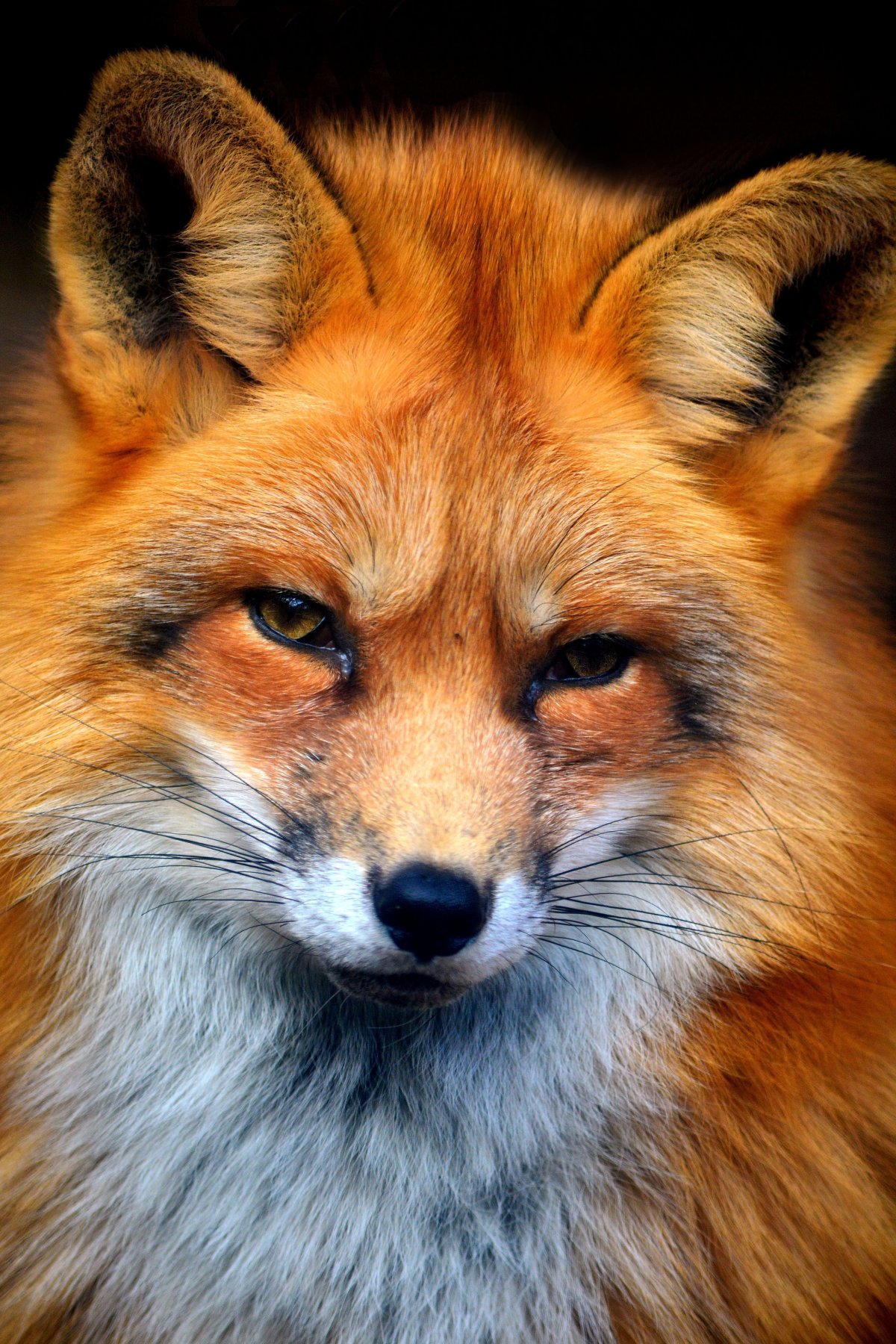 Рихард Донскис художник