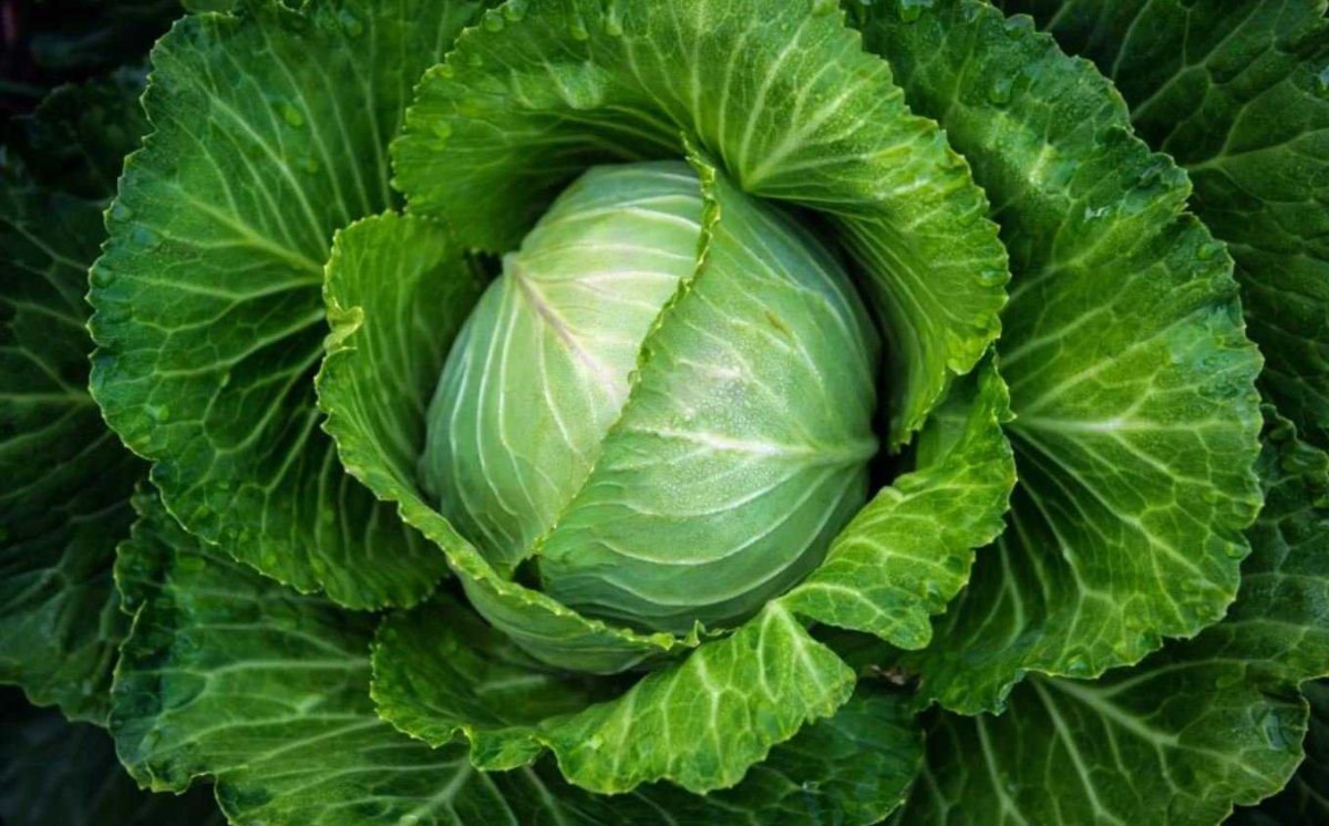 Капуста белокочанная