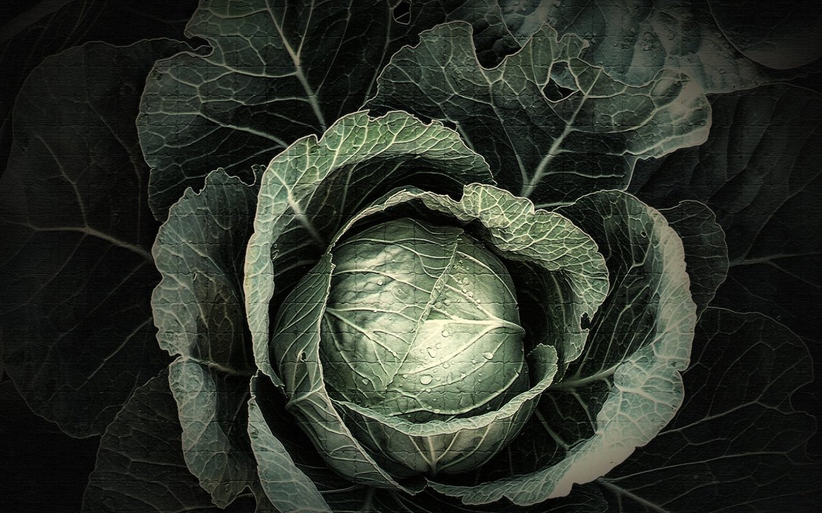 Кольраби в разрезе