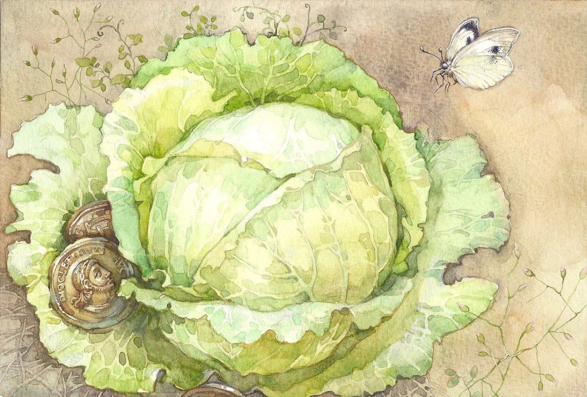 Капуста Фелисити