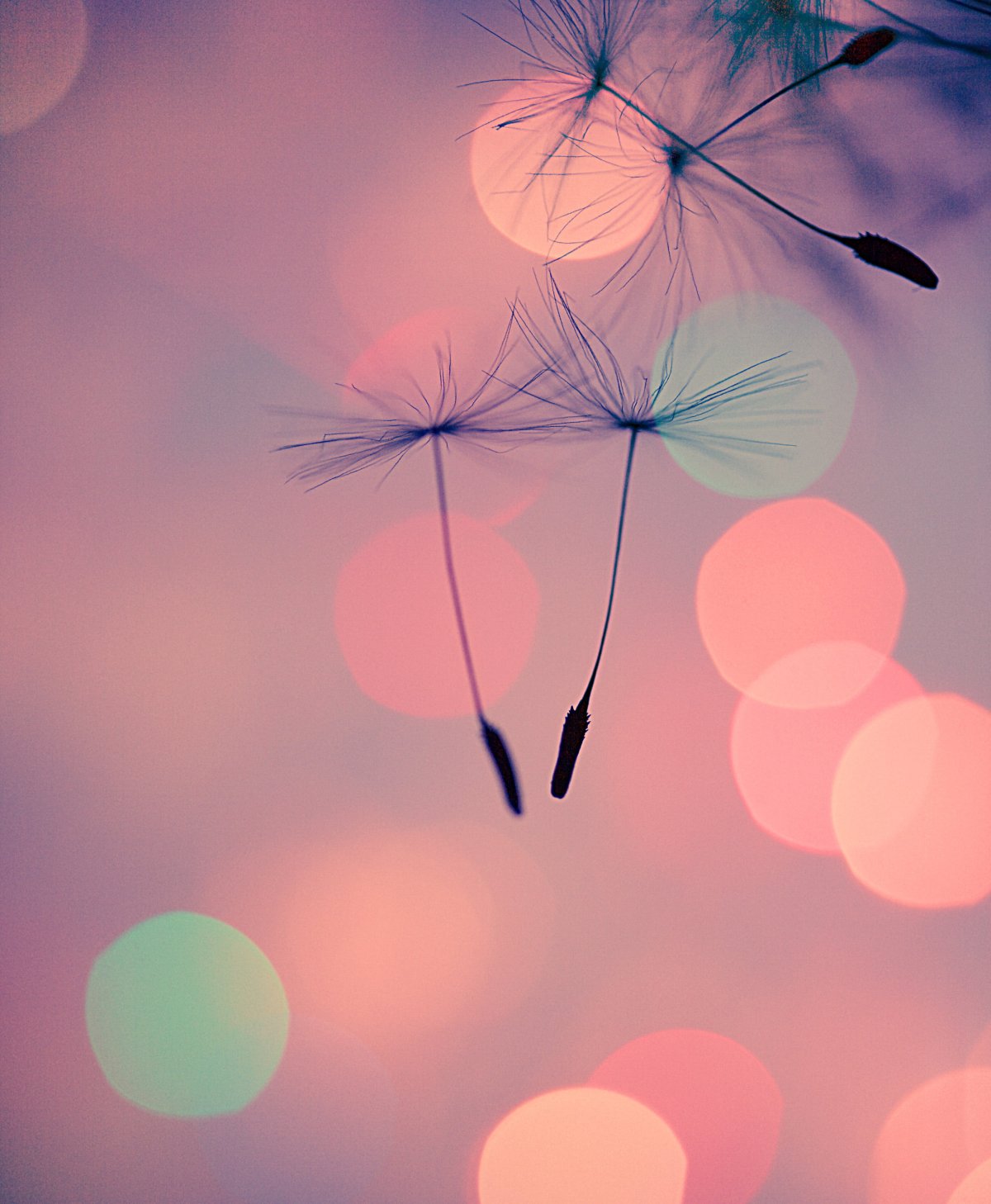 Одинокий волк с надписью